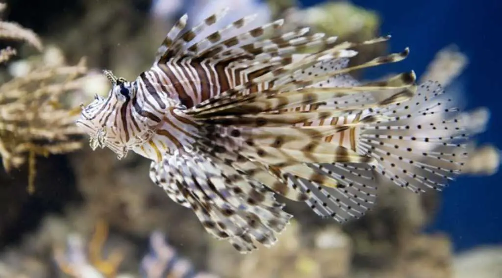 Peces peligrosos