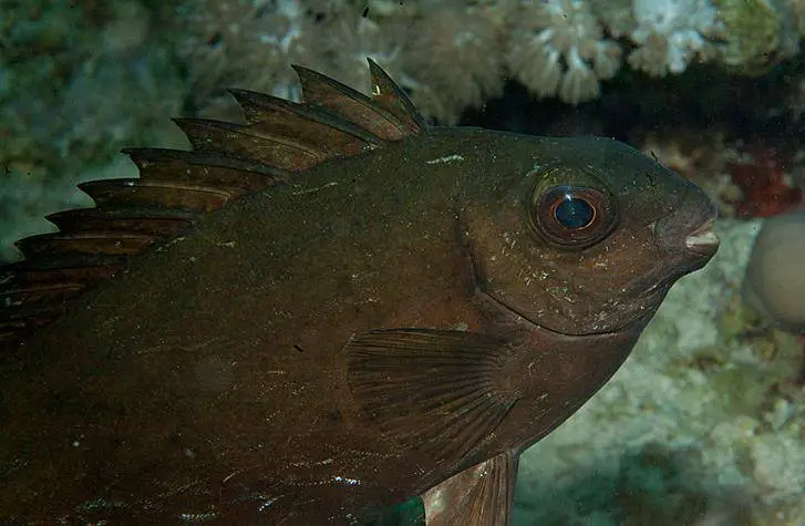 Peces peligrosos