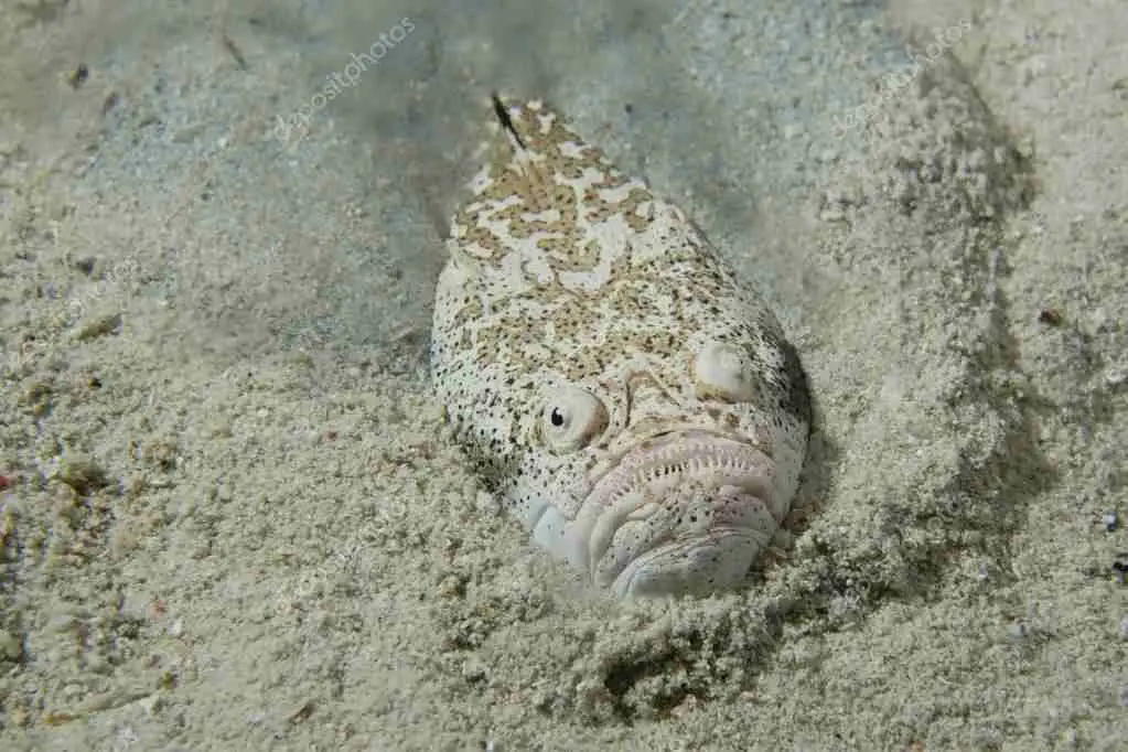 Peces peligrosos