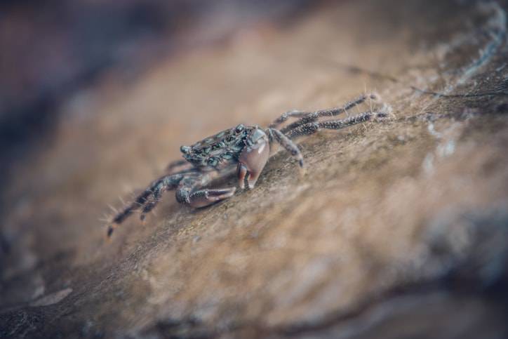 cangrejo mediterráneo