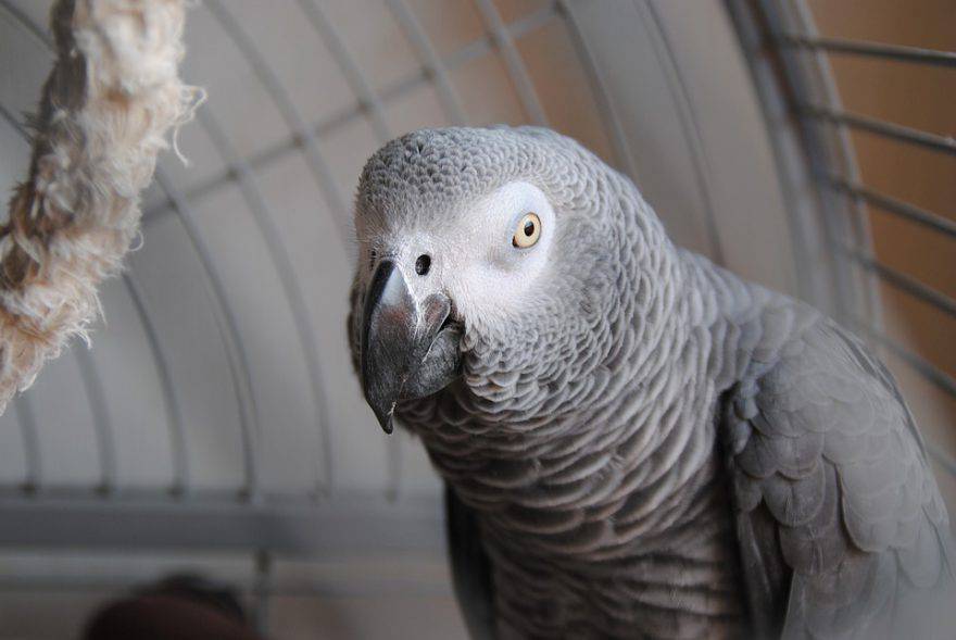 animales rescatados loro gris