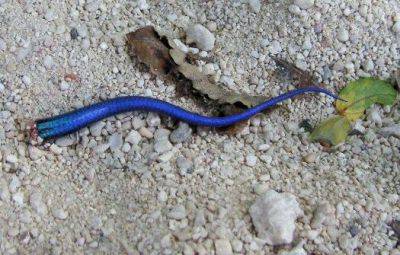 Cola del lagarto
