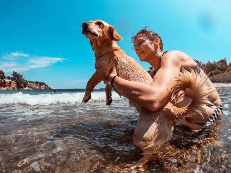 El perro le tiene miedo al mar