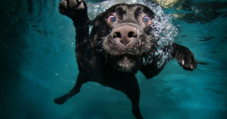 Razas de perros del nadadores peludos - con Mascotas ▷➡️