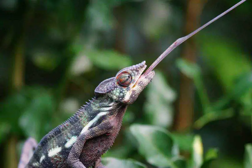 dieta del camaleón