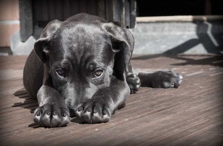 Una gran cantidad de arándanos puede causar problemas al perro (Foto Pixabay)
