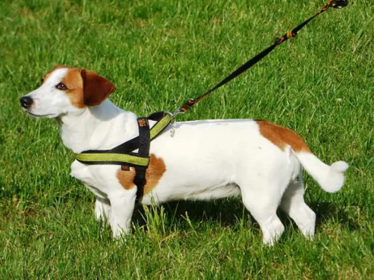 Síndrome de cola fría en perros: síntomas, causas y tratamiento - Vida