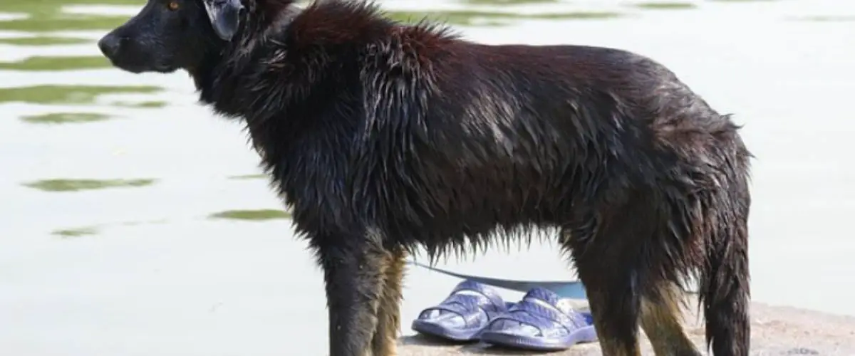 Síndrome de cola fría en perros: síntomas, causas y tratamiento 🥇 Vida