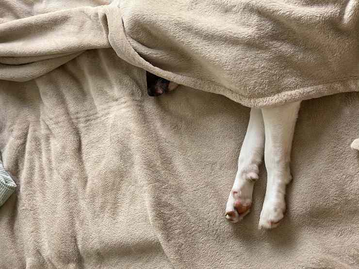 Cuidando a un perro castrado