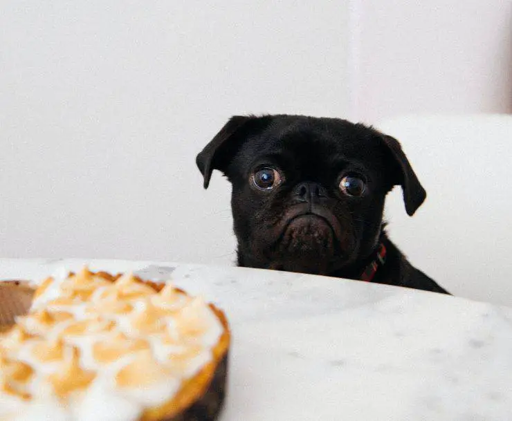 Perro no come