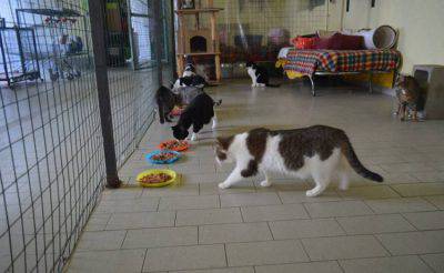 voluntarios animales