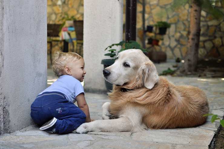 Cachorro en la familia