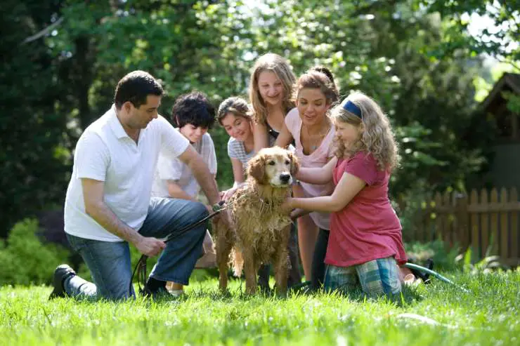 Cachorro en la familia