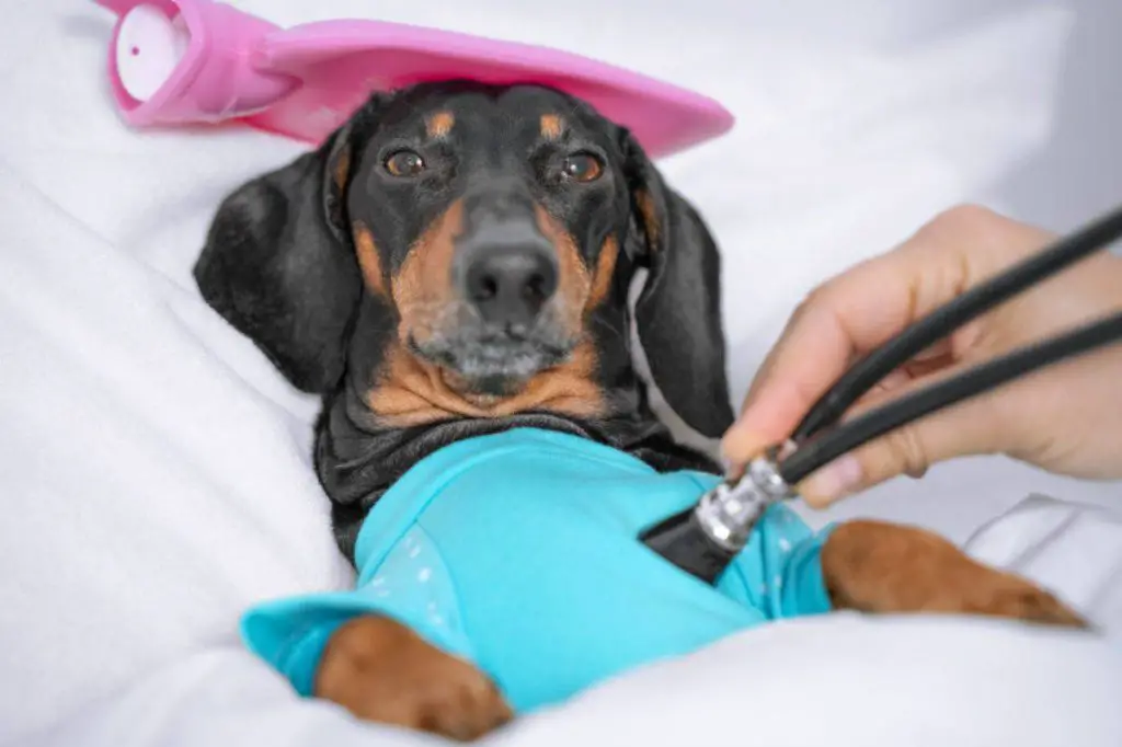 Enfermedades autoinmunes en perros que son y que son Vida con Mascotas ️ Enfermedades autoinmunes en perros que son y que son Vida con Mascotas ️
