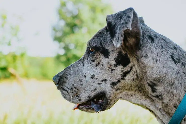 Perro blanco y negro