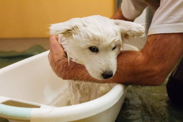 lavar al perro en casa (Flickr Photo)