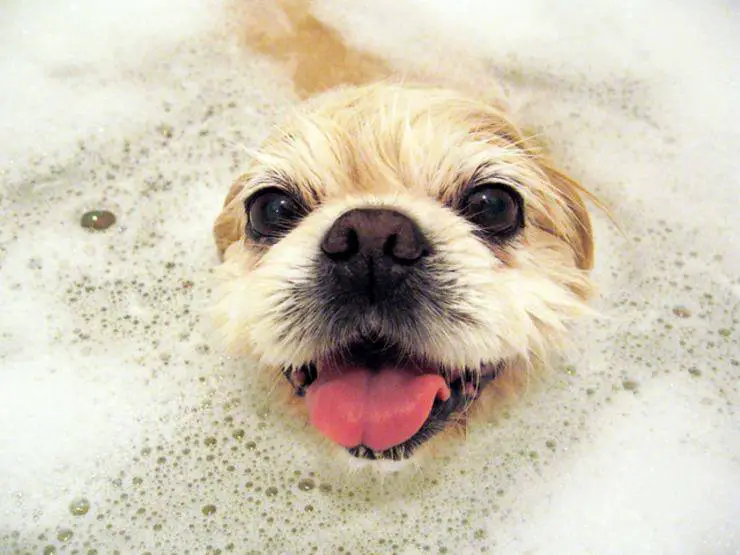 lavar al perro en casa (Flickr Photo)