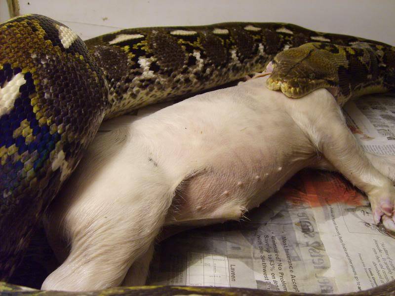 Serpientes gigantes, una enorme boa constrictor ahoga a un cachorro en