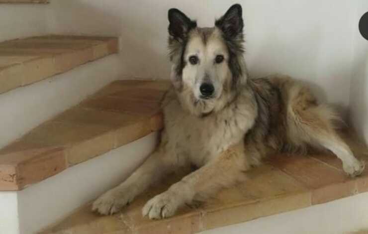 El perro de la nube en el escalón (foto de Instagram)