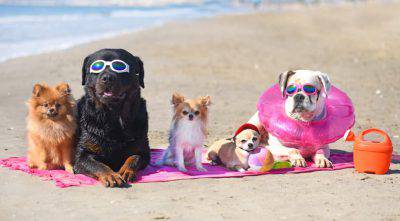 perro en la playa consejos