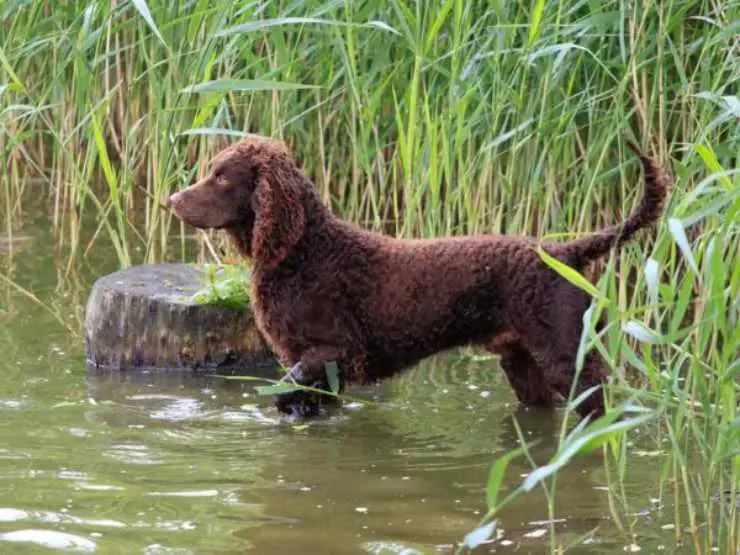 Razas de perros de pelo rizado: la lista de los perros peludos con