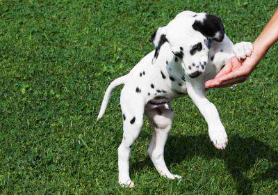 Nombres de perros machos y hembras con E