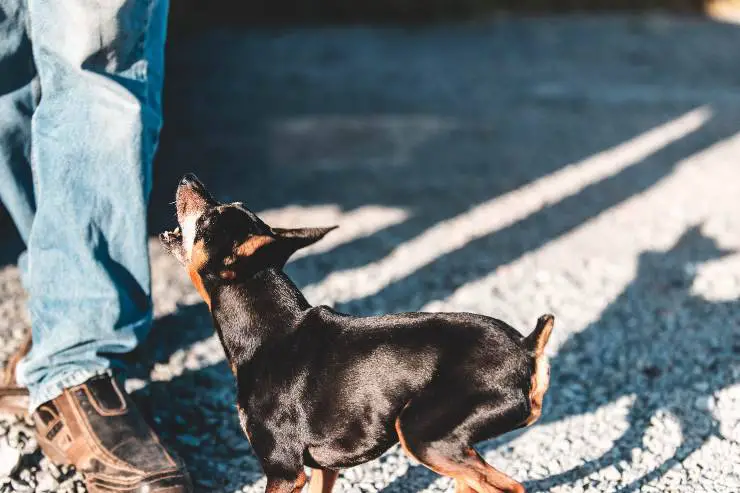 Entrenando a un perrito