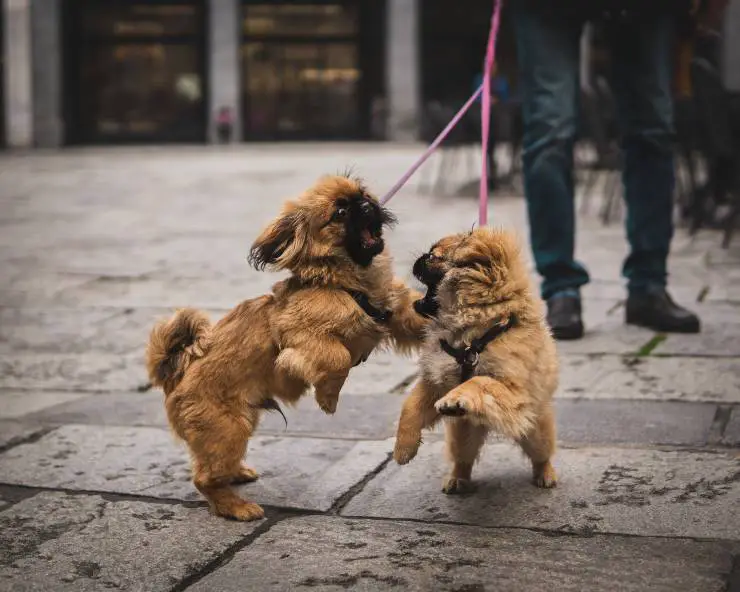 Entrenando a un perrito