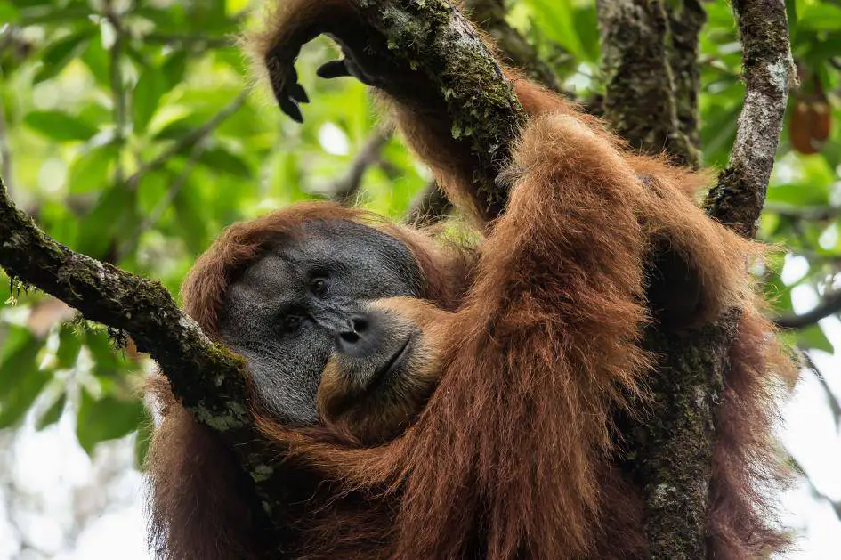orangután