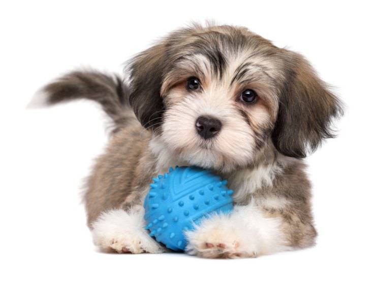 Ejercicios para perros de interior