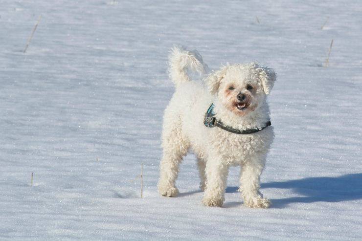 Bichón frisé