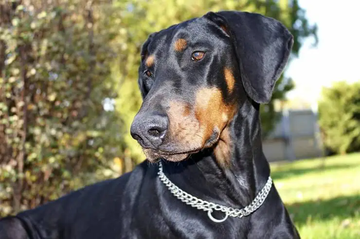 Dobermann