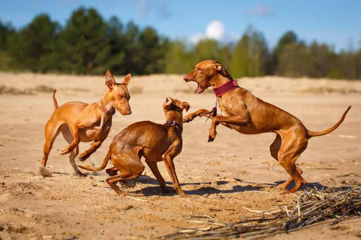 Cirneco dell'etna perro adulto