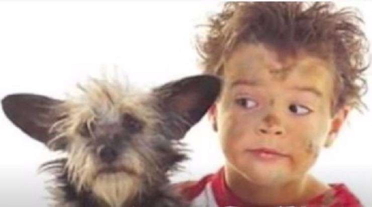 perros y pequeños dueños