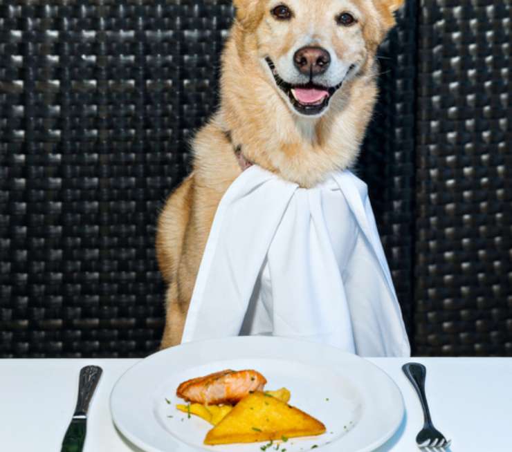 el perro puede comer polenta
