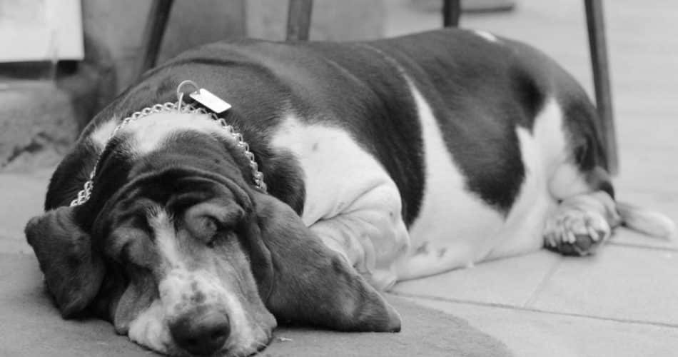 Altoparlante Grabar Juventud Los perros engordan: causas médicas del aumento de peso de los perros -  Vida con Mascotas ▷➡️