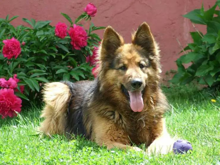 Área al aire libre para el perro