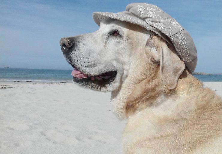 Perros que saben nadar