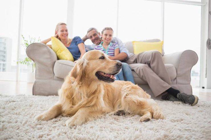 vamos a quedarnos en casa perro