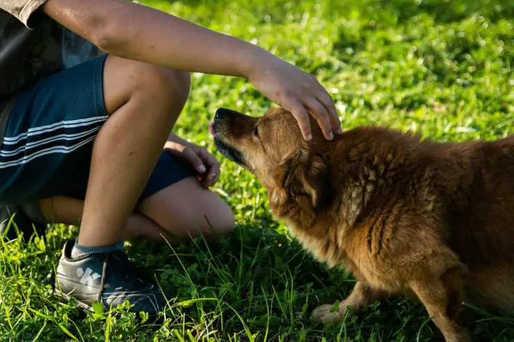 Coronavirus de humanos y animales