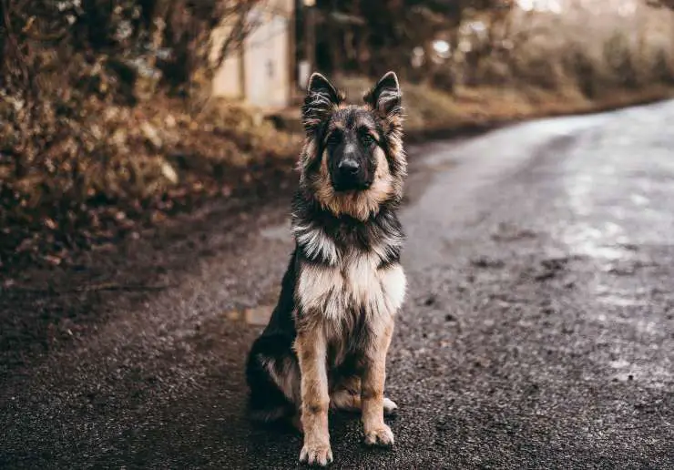 Esquila el abrigo del perro