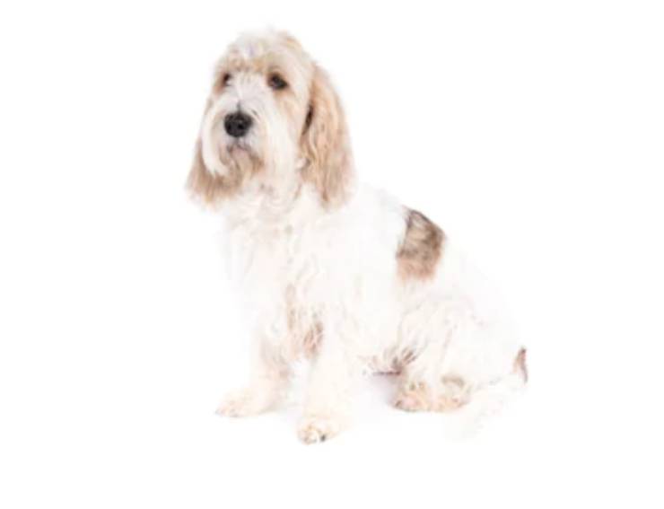 mechero adulto griffin