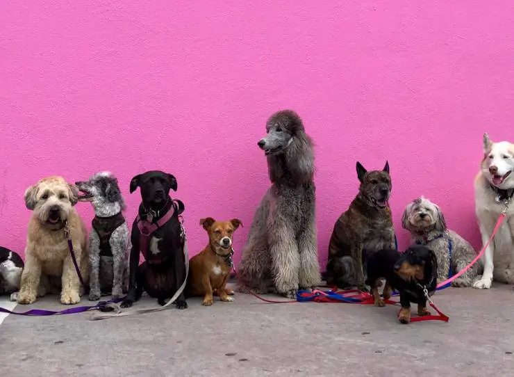 Razas de perros fáciles de entrenar