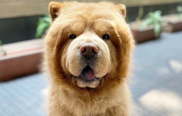 La estrella del chow chow de la web (foto de Instagram)
