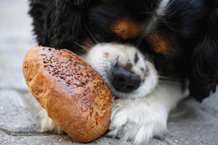 Que no alimentar al cachorro