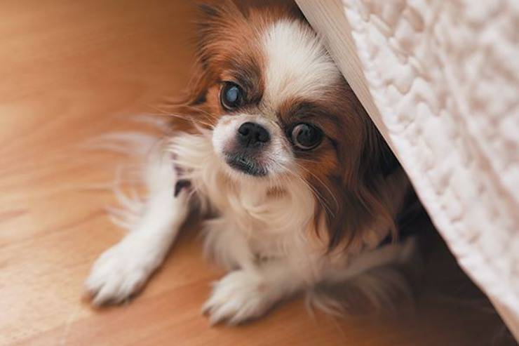 miedo a la fobia a los perros