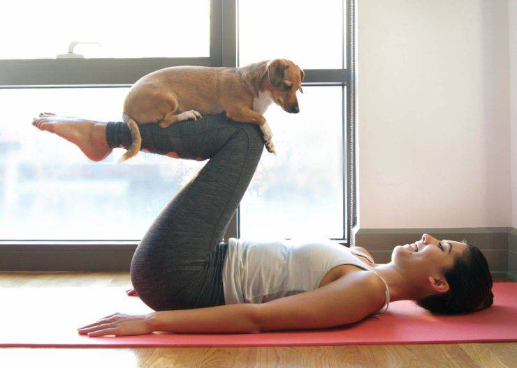 juegos deportivos para perros