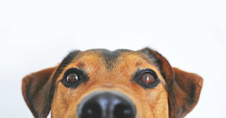 perro huele