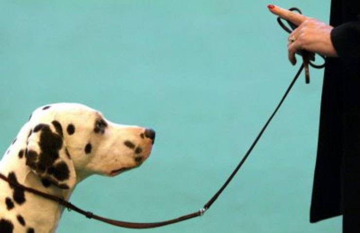 Correa de perro