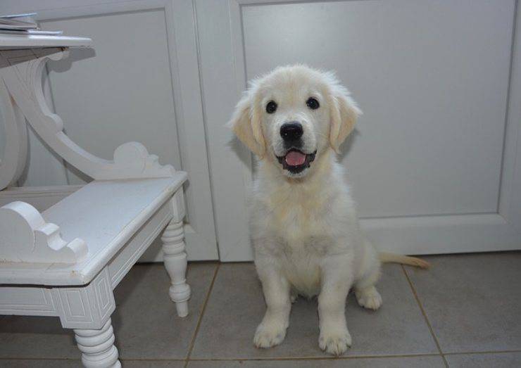 fido